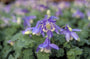 Akelei - Aquilegia flabellata 'Cameo'