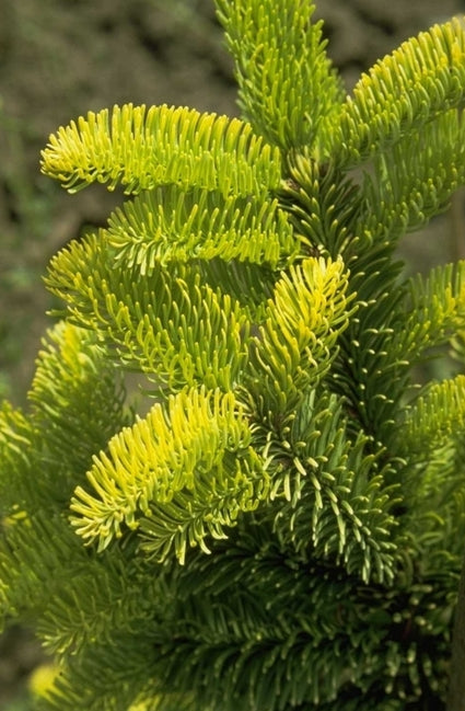 Edelspar - Abies procera 'Aurea'