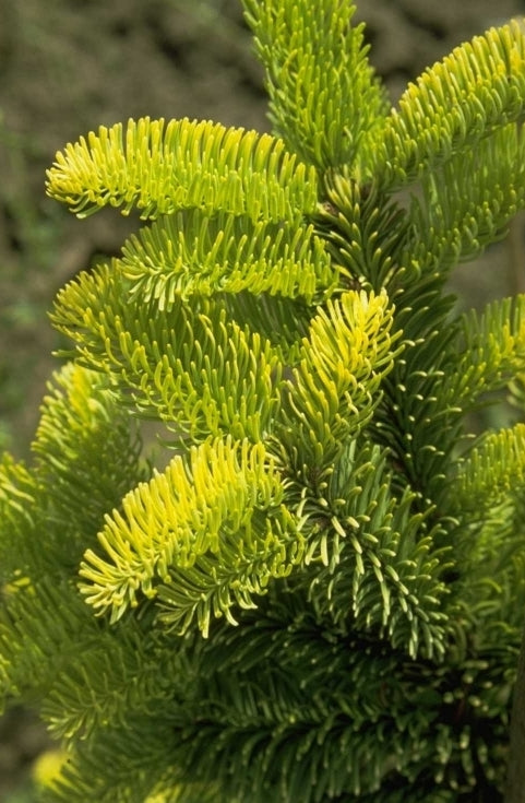 Echte kerstboom - Edelspar - Abies procera 
