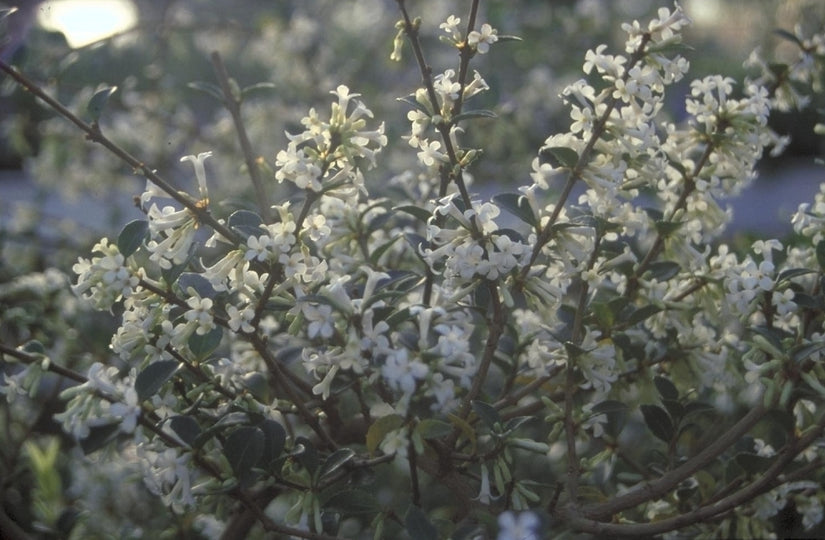 Schijnhulst - Osmanthus Delavayi