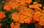 Duizendblad tuinplanten borderpakket oranje bloeiende vaste planten