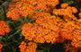 Duizendblad - Achillea 'Feuerland'