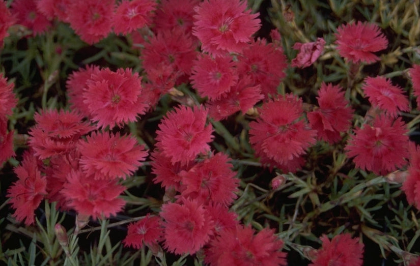 Rotsanjer - Dianthus gratianopolitanus 'Emmen'