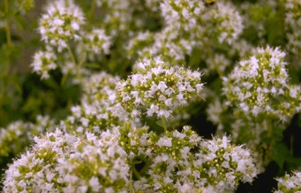 Wilde marjolein - Origanum vulgare 'Album'