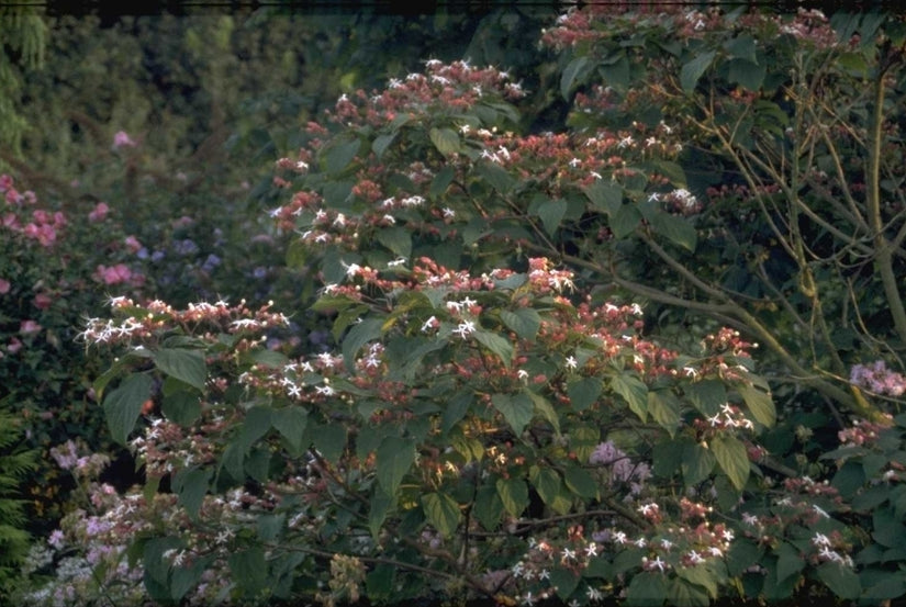 Clerodendrum trichotomum var. fargesii