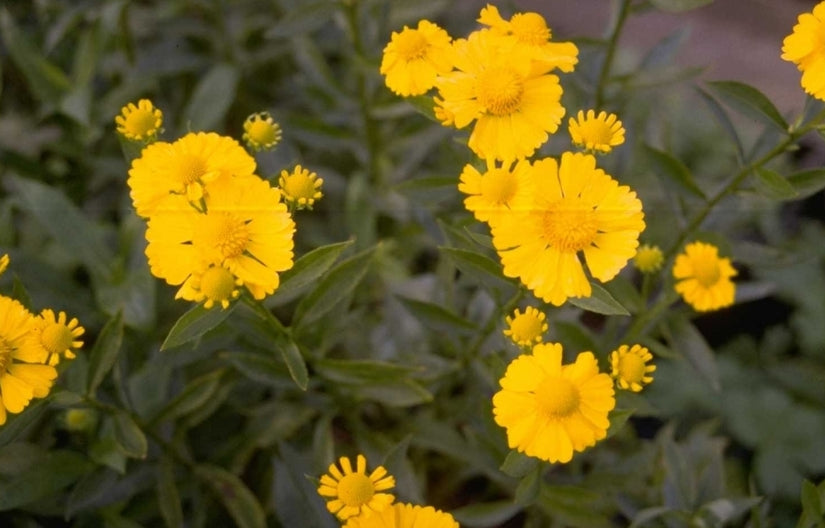Zonnekruid - Helenium 'Butterpat'