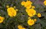 Zonnekruid - Helenium 'Butterpat'