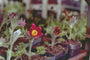 Pulsatilla vulgaris 'Rubra'