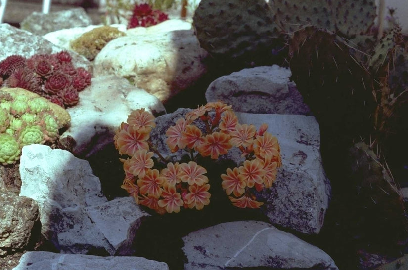 Lewisia Sunset Hybrids