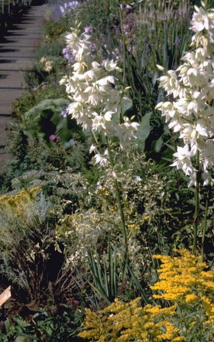 Palmlelie - Yucca filamentosa 'Schellenbaum'