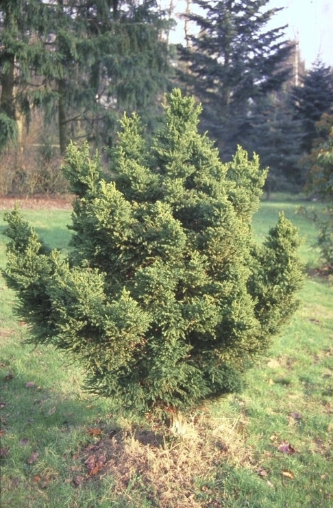 Japanse cipres - Cryptomeria japonica 'Pygmaea'