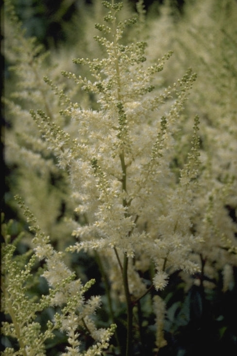 Spierstruik - Astilbe 'Diamant'