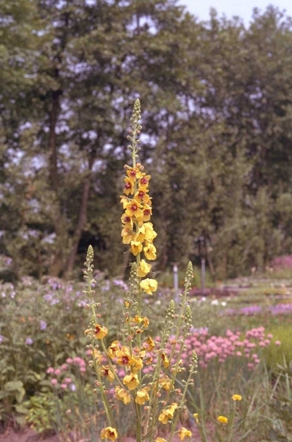 Verbascum densiflorum