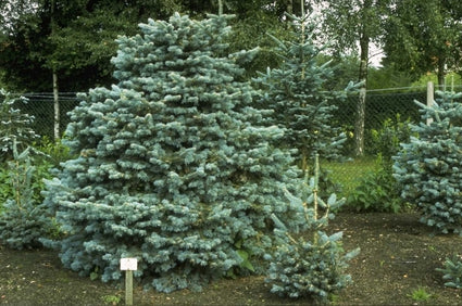 Echte kerstboom - Bergzilverspar - Abies Lasiocarpa 'Compacta'