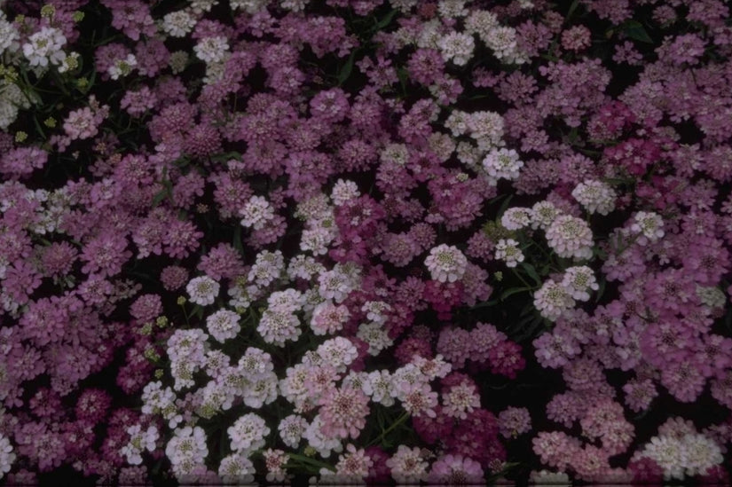 Iberis umbellata Fairy Series