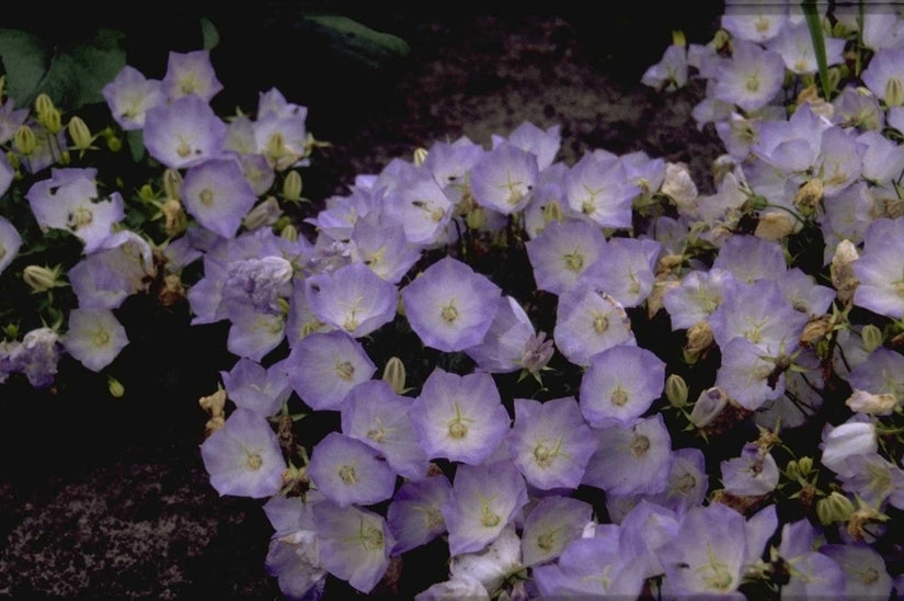 Karpatenklokje - Campanula carpatica 'Blue Moonlight'