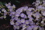 Karpatenklokje - Campanula carpatica 'Blue Moonlight'