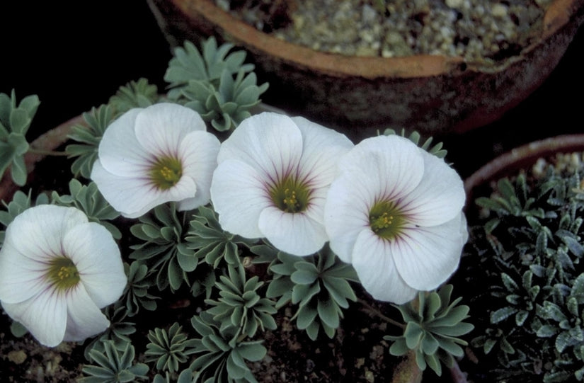 Oxalis 'Ute'