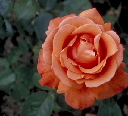 Grootbloemige roos - Rosa 'Alexander'