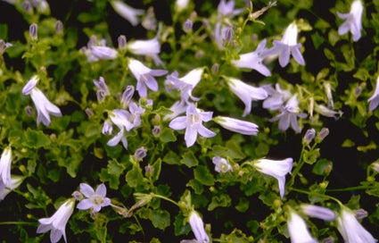 Klokjesbloem - Campanula portenschlagiana 'Lieselotte'