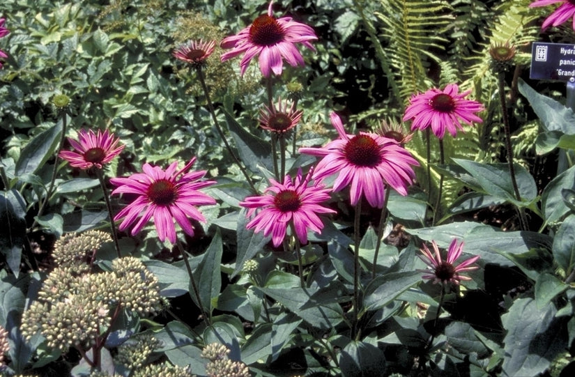 Rode Zonnehoed - Echinacea purpurea 'The King'