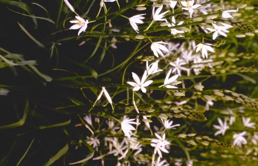 Anthericum liliago 'Major'