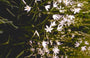 Anthericum liliago 'Major'