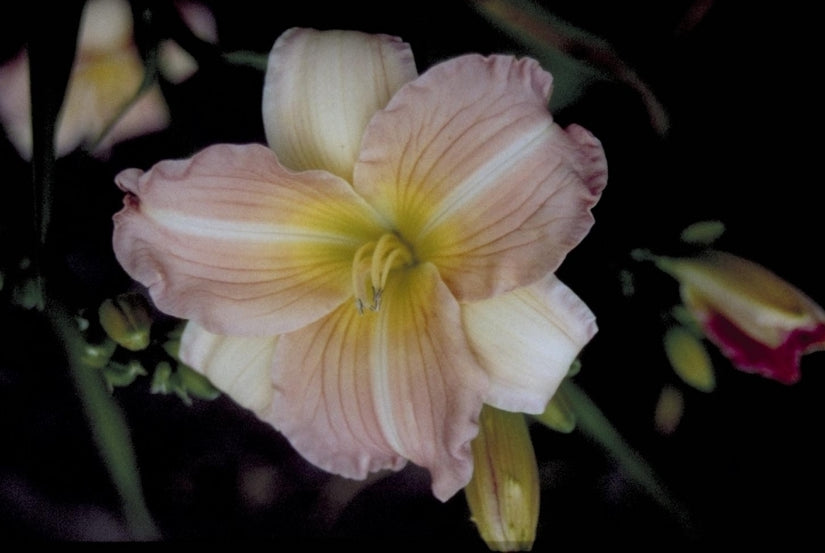 Daglelie - Hemerocallis 'China Bride'