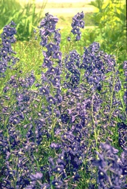 Ridderspoor - Delphinium 'Kleine Nachtmusik'