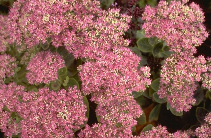 Vetkruid - Sedum spectabile 'Rosenteller'