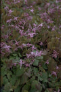 Epimedium grandiflorum 'Lilafee'