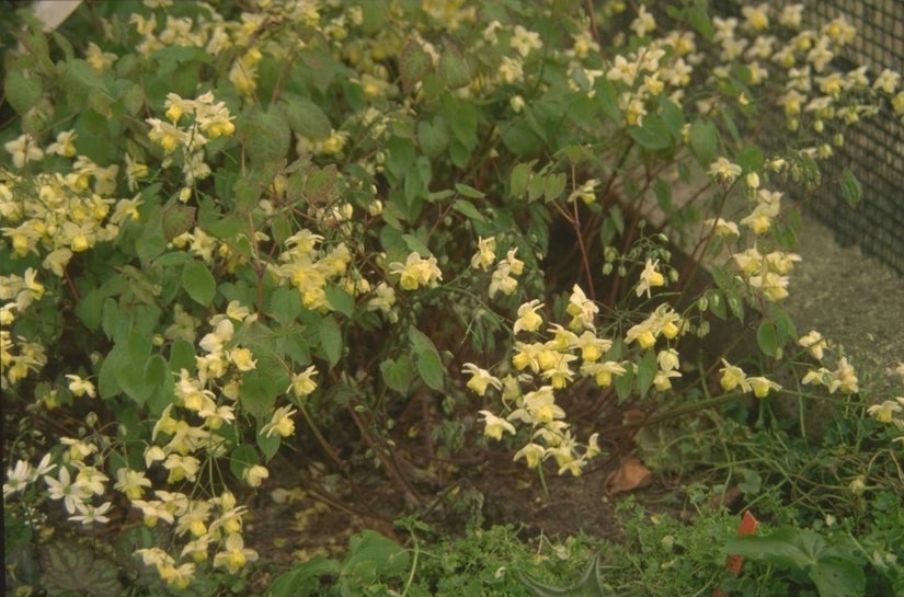 Epimedium x versicolor 'Sulphureum'