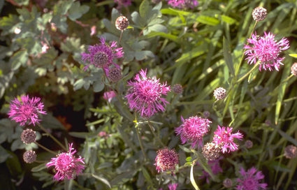 Korenbloem - Centaurea scabiosa