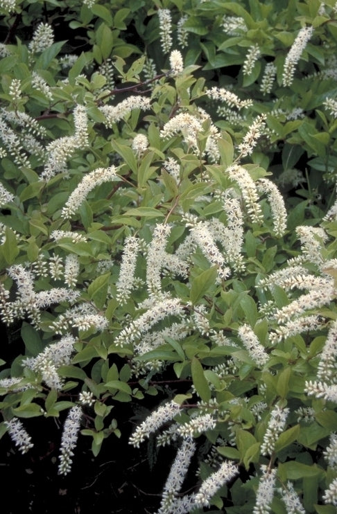 Bloemwilg - Itea virginica 'Henry's Garnet'