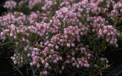 Lavendelhei - Andromeda polifolia 'Nikko'