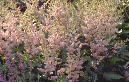 Spierstruik - Astilbe chinensis 'Finale'