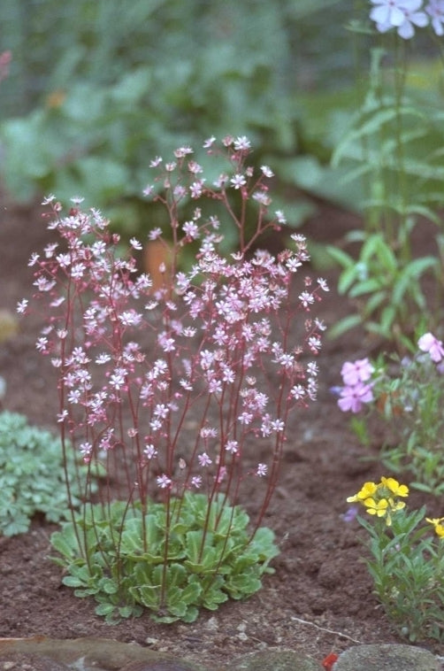 Saxifraga umbrosa 'Clarence Elliott'