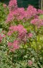 Thalictrum aquilegifolium 'Thundercloud'