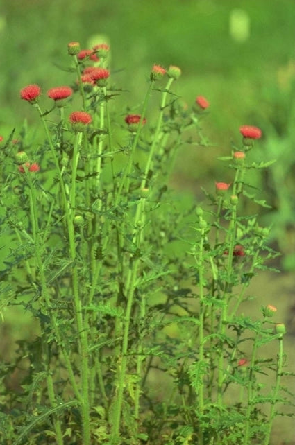 Cirsium japonicum 'Rose Beauty'