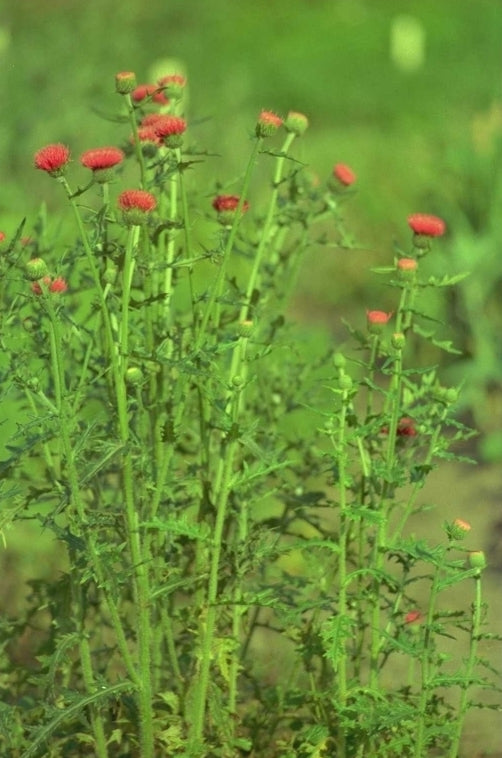 Cirsium japonicum 'Rose Beauty'