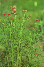 Cirsium japonicum 'Rose Beauty'