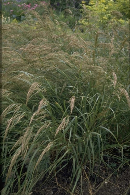 Diamantgras - Stipa calamagrostis