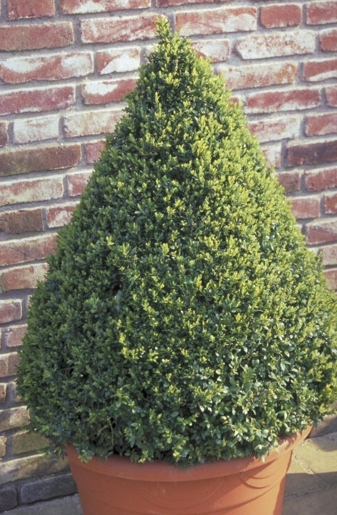 Palmboompje - Buxus sempervirens 'Pyramide'