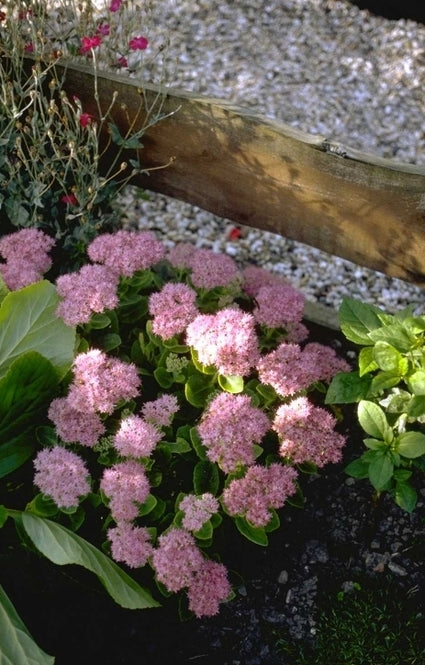 Vetkruid - Sedum spectabile