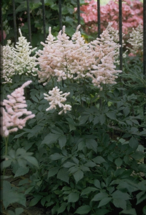 Spierstruik - Astilbe 'Europa'