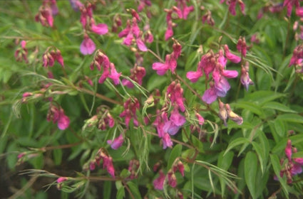 Voorjaarslathyrus - Lathyrus vernus