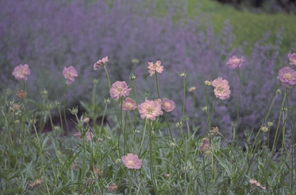 Kaukasisch duifkruid - Scabiosa caucasica 'Clive Greaves'