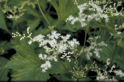Moerasspirea - Filipendula purpurea 'Alba'