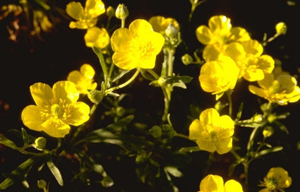 Boterbloem - Ranunculus psilostachys