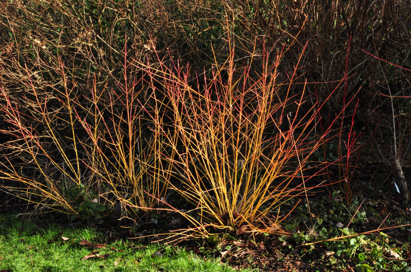 herfsttakken rood van kleur